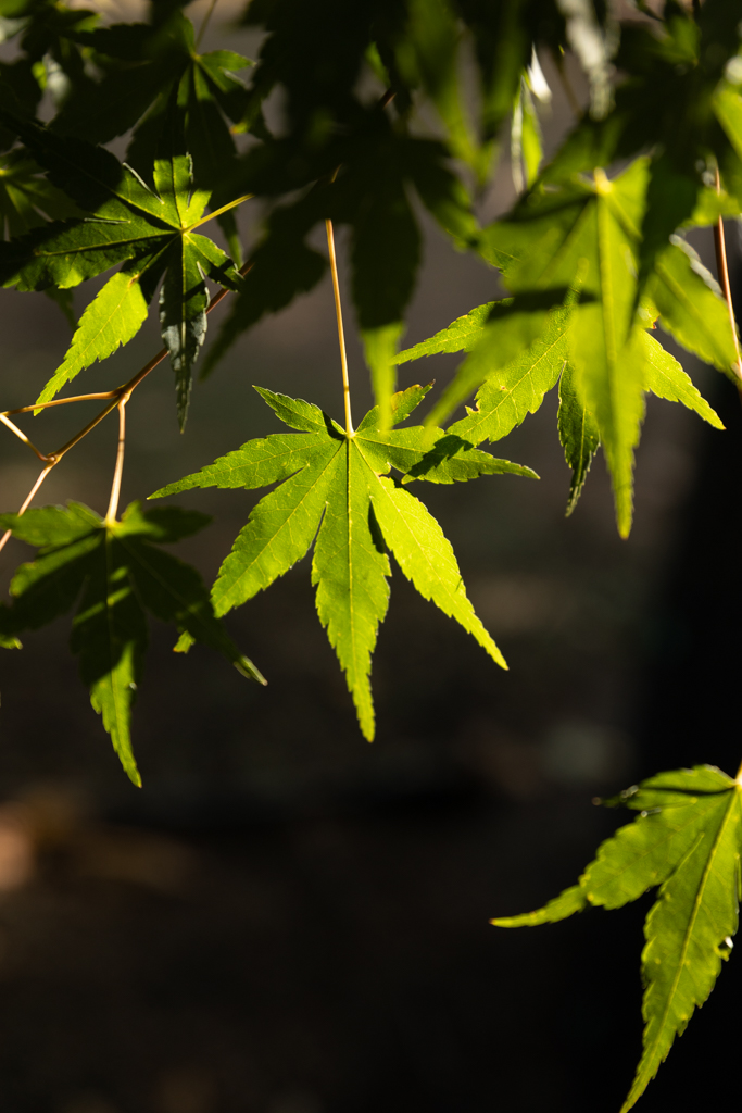 Acer palmatum VJ